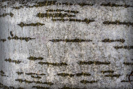 Texture of gray bark of a tree with transverse linesの写真素材