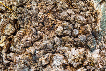 old tree bark textureの写真素材