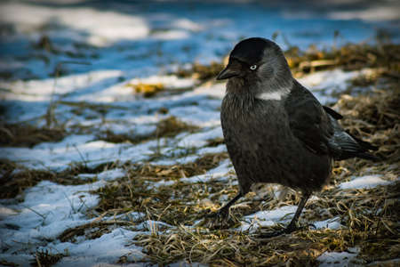 A black and silver bird with white eyes and a black beak sits on the ground among dried grass and...