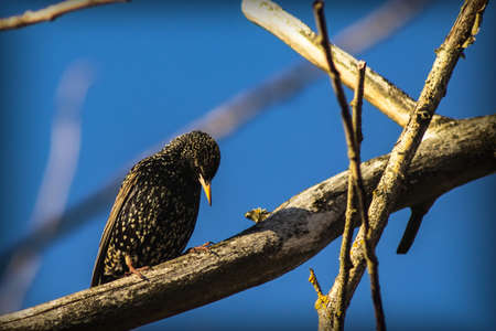 A black bird with colorful plumage and a yellow beak sits on a dried tree branch against a bright blue skyの写真素材