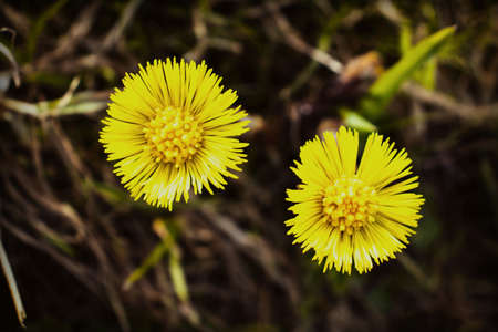 Two bright yellow spring dandelion flowers on a defocused background of old grassの写真素材