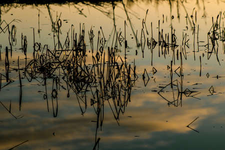 Morning landscape with a water surface with reflection of the sky and reedsの写真素材