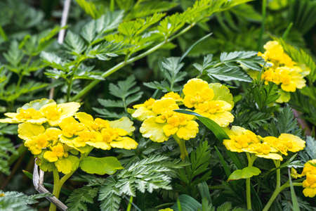 Line of yellow flowers on a background of green grassの写真素材