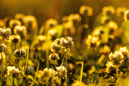 Wildflowers close-up in the backlight of the setting sun on a defocused background