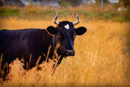Countryside crawling with black cow in a field in golden sunset lightの写真素材
