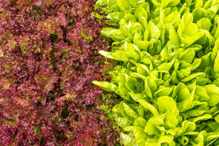 Bright vegetable background of red and green lettuce leaves in a garden bed on a sunny day. Healthy food conceptの写真素材