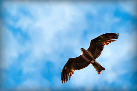 Beautiful bird of prey in flight against a blue sky with clouds, red kite