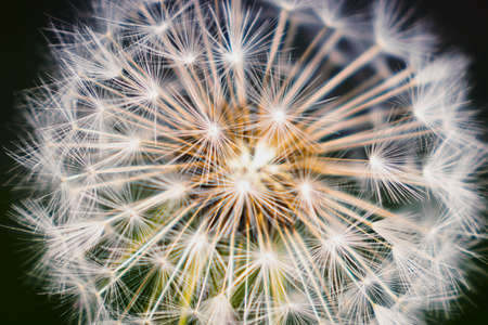 Dandelion close up on dark backgroundの写真素材