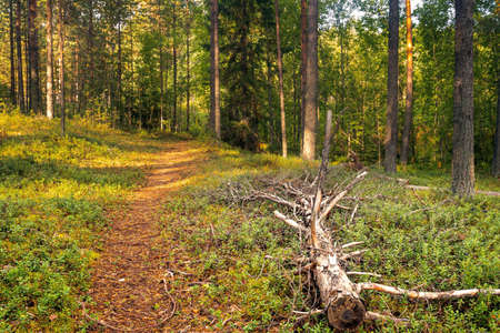 Autumn quiet path in a pine forest, rays of light fall through the trees, in the foreground the trunk of a fallen old treeの写真素材