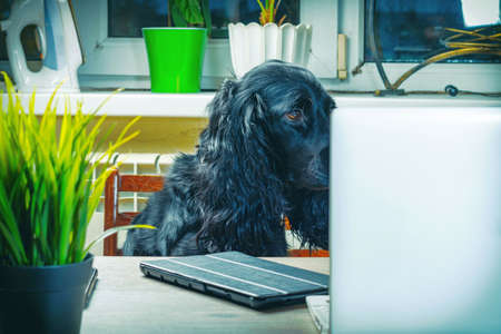 A black dog sits at a table with a white laptop and tablet. Working from home during a pandemicの写真素材