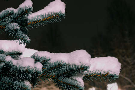 Natural spruce branches covered with snow with lantern light on the background of the night sky. Close-up.Christmas backgroundの写真素材