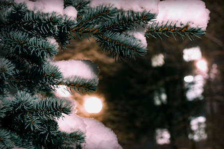 Natural spruce branches covered with snow with lantern light on the background of the night sky. Close-up.Christmas backgroundの写真素材