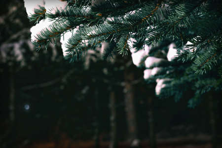 Natural spruce branches covered with snow with lantern light on the background of the night sky. Close-up.Christmas backgroundの写真素材
