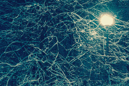 The branches of the trees are covered with snow in the twilight light of a street lamp. Natural background.の写真素材