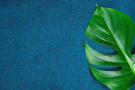 A large green natural leaf of a plant on a background of abstract texture of blue green fabric.の写真素材