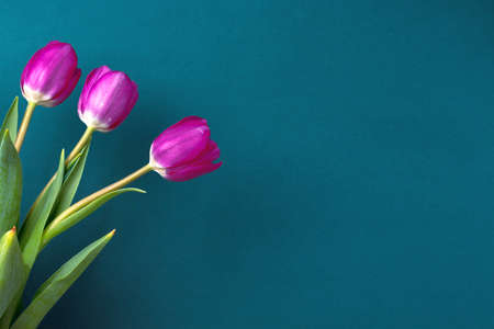 Bouquet of purple tulips on a background of color of sea water.の写真素材
