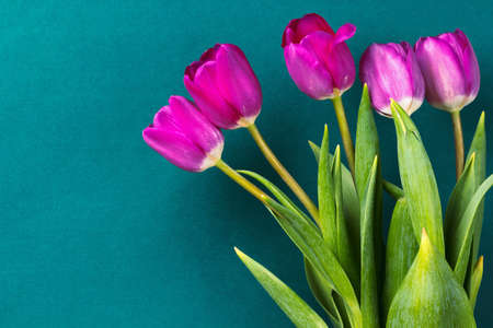 Bouquet of purple tulips on a background of color of sea water.の写真素材