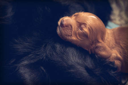 Portrait of a sleeping newborn puppy of a dog of red color spaniel breed. Close-up.の写真素材