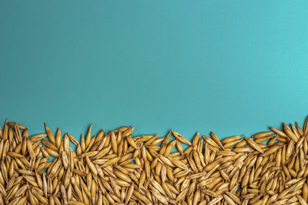 Oat seeds close-up on a blue background. Copy spaceの写真素材