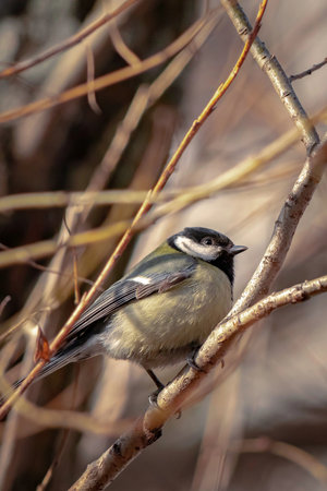 A small yellow bird sits on a tree branch. Great tit.の写真素材