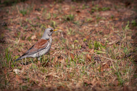 Bird thrush-fieldfare close-up against the background of forest vegetation.の写真素材