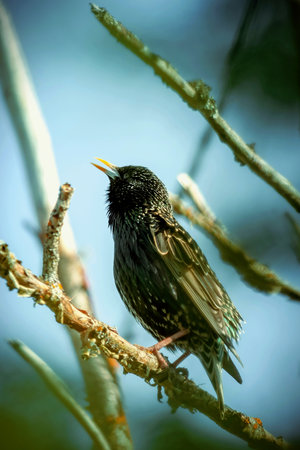 Singing starling on the branches of a tree.の写真素材