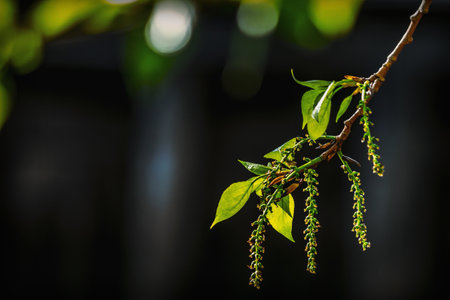 Poplar branch with young spring leaves and catkins on a dark background.の写真素材