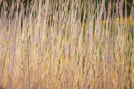 Abstract background from the stems of dry plants. Natural backgroundの写真素材