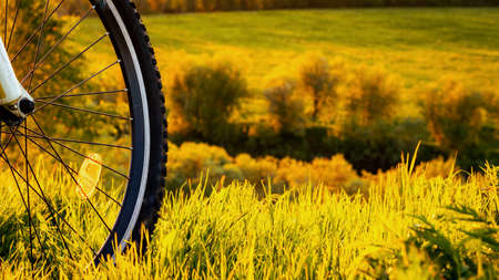 Bicycle wheel close-up on a background of green grass at sunset.の写真素材