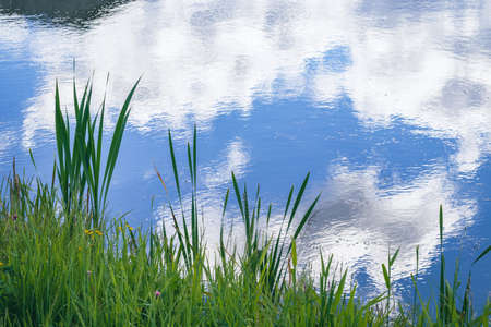 Green reed on the background of the water surface of the pond with a reflection of the sky with clouds. Beautiful wallpaperの写真素材
