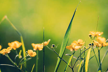 Close-up yellow flowers on defocused green grass background.の写真素材