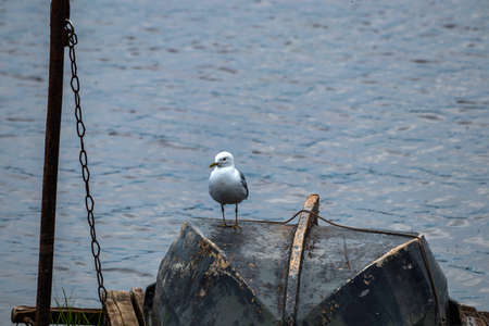 White bird Seagull on an old upturned wooden boat on the dock by the river. Vintage imageの写真素材