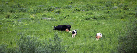Three black and white cows graze in a green meadow. Panoramic imageの写真素材