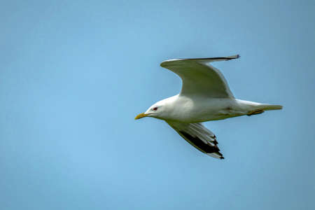 Soaring seagull close-up on a background of blue sky. Bird watchingの写真素材