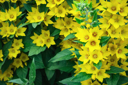 Natural background of many yellow flowers and green leaves. Gardening concept
