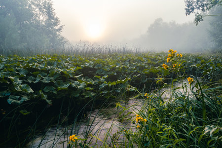 Mystical fog over a forest river with dense green vegetation and yellow flowers in the foreground. Travel conceptの写真素材