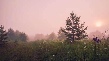Beautiful morning view of the forest edge in the fog.の写真素材