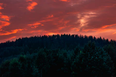 Bright orange sunset over the treetops in the forest.の写真素材