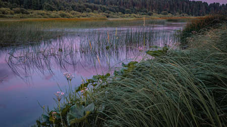 Gentle pink sunset over the river overgrown with sedge. beauty of natureの写真素材