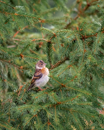 A small beautiful bird reel sits among the branches of a fir tree. Wildlife, bird watchingの写真素材