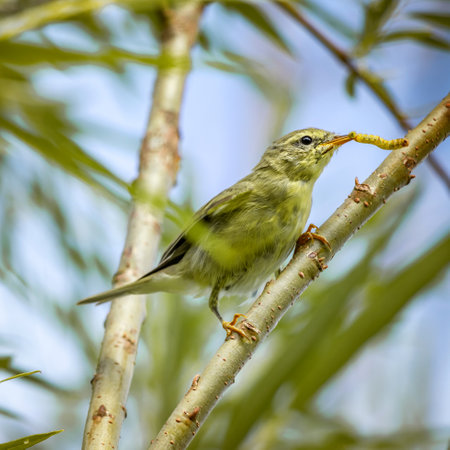 Yellow bird Willow warbler with an insect in its beak sits on a tree branch, close-up. Bird watching, wild lifeの写真素材