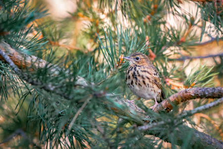 Beautiful portrait of a forest variegated bird among pine branches, close-up. Anthus trivialis. Bird watching, wild lifeの写真素材