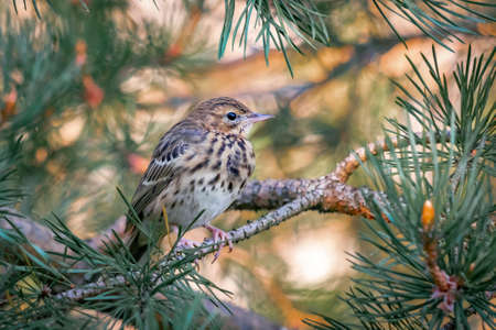 Beautiful portrait of a forest variegated bird among pine branches, close-up. Anthus trivialis. Bird watching, wild lifeの写真素材