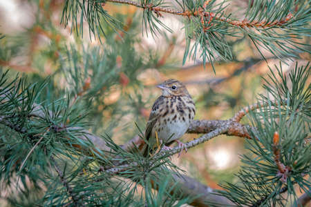 Beautiful portrait of a forest variegated bird among pine branches, close-up. Anthus trivialis. Bird watching, wild lifeの写真素材