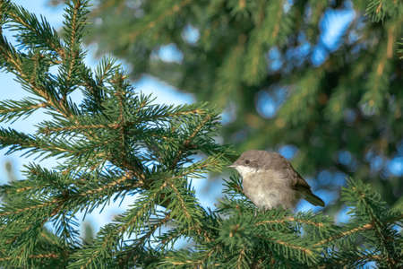 Beautiful portrait of a gray bird among the spruce branches, close-up. Sylvia curruca. Bird watching, wild lifeの写真素材