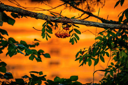 Beautiful autumn background with a bunch of red rowan berries on an old tree branch.の写真素材