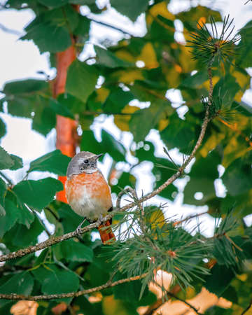 Beautiful portrait of a bird with a red breast and a gray head against the background of green leaves of a tree, close-up. Phoenicurus phoenicurus. Bird watching, wild lifeの写真素材