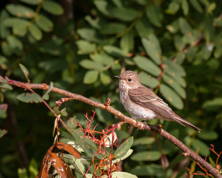 Bird portrait Spotted flycatcher on rowan branches.の写真素材