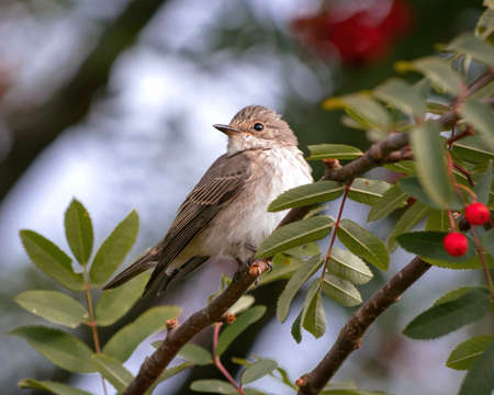 Bird portrait Spotted flycatcher on rowan branches.の写真素材