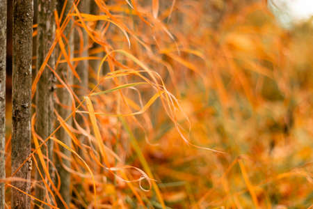 Abstract background with autumn grass close-up in the wind.の写真素材